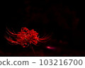 beautiful amaryllis 103216700