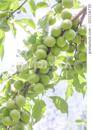 Unripe plums in an orchard in early summer 103216730