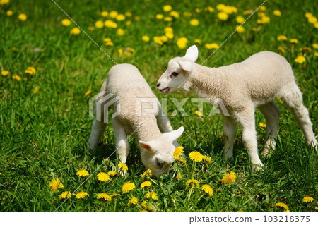 lambs playing outside lambs playing outside 103218375