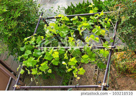 My grape garden for the second year 103218510