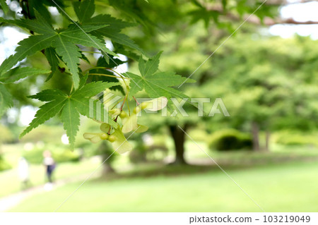 公園裡的楓樹 公園裡的楓樹 103219049