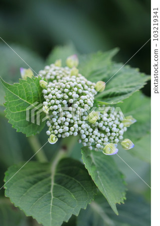 繡球0783 103219341