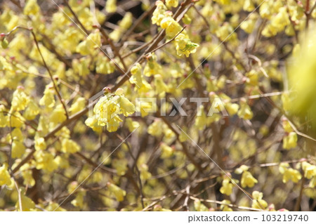 Hyugamisugi in full bloom in spring Hyugamisugi in full bloom in spring 103219740