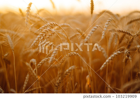 Sunset wheat golden field in the evening. Growth nature harvest. Agriculture farm. Sunset wheat golden field in the evening. Growth nature harvest. Agriculture farm. 103219909
