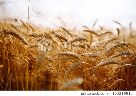 Sunset wheat golden field in the evening. Growth nature harvest. Agriculture farm. Sunset wheat golden field in the evening. Growth nature harvest. Agriculture farm. 103219913