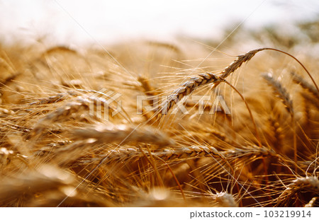 Sunset wheat golden field in the evening. Growth nature harvest. Agriculture farm. Sunset wheat golden field in the evening. Growth nature harvest. Agriculture farm. 103219914
