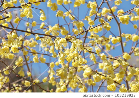 Huugamizuki in full bloom in spring [Flower background] 103219922