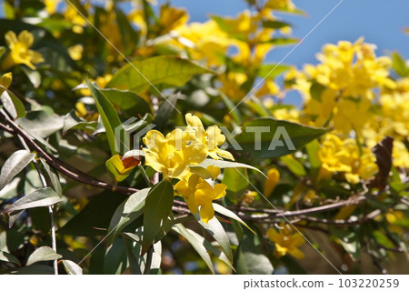 Carolina jasmine in full bloom in spring [Flower background] 103220259