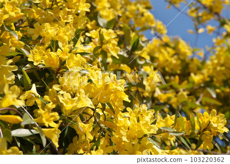 春天盛開的卡羅萊納茉莉【花卉背景】 103220362