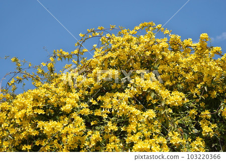Carolina jasmine in full bloom in spring [blue sky background] 103220366