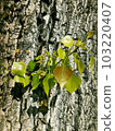 a branch on the bark background image 001 103220407
