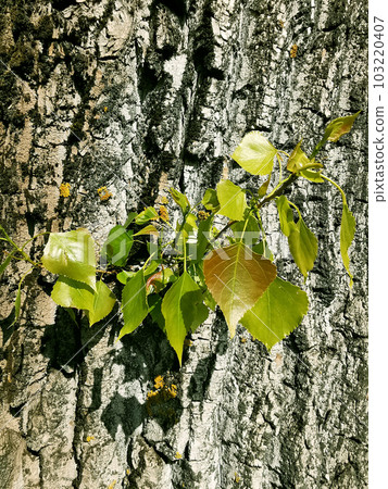 a branch on the bark background image 001 103220407