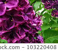 spring lilac 001 103220408