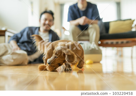 Dachshund playing with owner in living room Dachshund playing with owner in living room 103220458