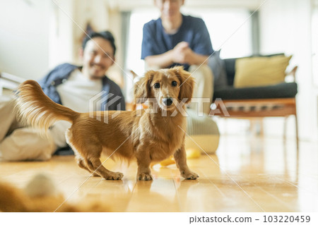 Dachshund playing with owner in living room Dachshund playing with owner in living room 103220459