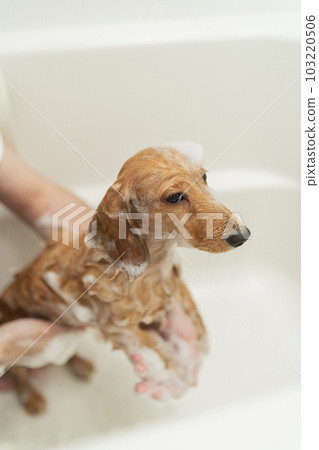 Dachshund being washed in the bath 103220506