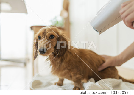 Dachshund being dried with a hair dryer 103220551