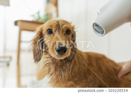 Dachshund being dried with a hair dryer Dachshund being dried with a hair dryer 103220554
