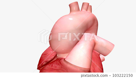 The aortic arch connects the ascending aorta to the descending aorta. The aortic arch connects the ascending aorta to the descending aorta. 103222150