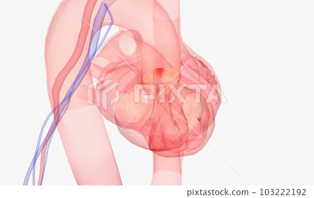 Heart and Arterial System . Heart and Arterial System . 103222192