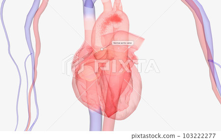 Heart and Arterial System . Heart and Arterial System . 103222277