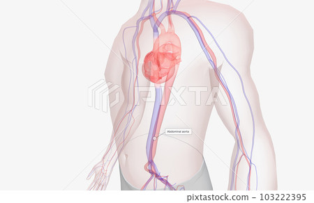 The abdominal aorta is the largest artery in the abdominal cavity. Blood travels through it from the heart to supply the lower body. 103222395