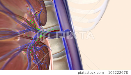 The kidneys help your body by excreting excess sodium into the ureter, where it is flushed away with the urine. 103222678