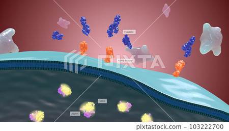 Platelet activation and aggregation play an important role in occlusive vascular events 103222700