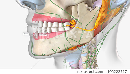 Oral cancer is an uncontrollable growth of cells that begins anywhere in the mouth. 103222717