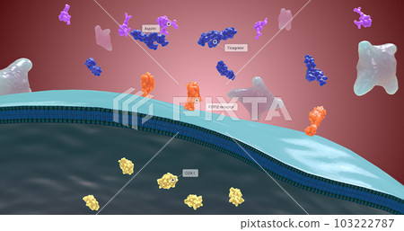 Platelet activation and aggregation play an important role in occlusive vascular events 103222787