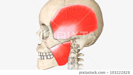 There are four muscles of mastication. Masseter, temporalis, medial pterygoid, and lateral pterygoid. There are four muscles of mastication. Masseter, temporalis, medial pterygoid, and lateral pterygoid. 103222828