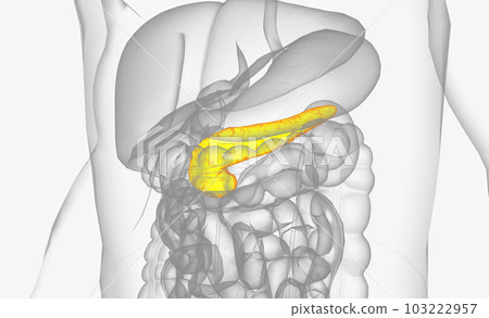 The pancreas is a long, narrow organ of both the gastrointestinal tract and endocrine system located behind the stomach. The pancreas is a long, narrow organ of both the gastrointestinal tract and endocrine system located behind the stomach. 103222957