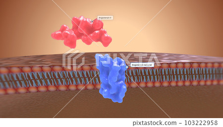 In the kidney, angiotensin II works by connecting with receptors called angiotensin receptors. In the kidney, angiotensin II works by connecting with receptors called angiotensin receptors. 103222958
