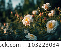Beautiful blooming white roses in the garden in the summer. Generative AI 103223034