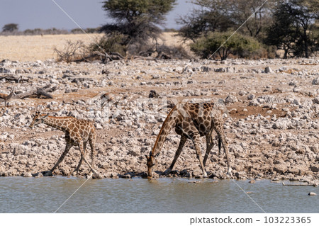Giraffes in Etosha 103223365