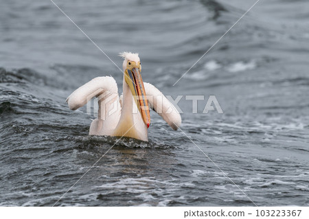 Pelican in Walvis Bay 103223367