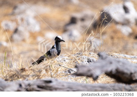 Blacksmith Lapwing in Etosha 103223368