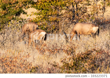 Red Hartebeest in Etosha 103223371