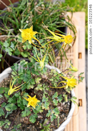 Yellow cultivar Odamaki (ramie) 103223546