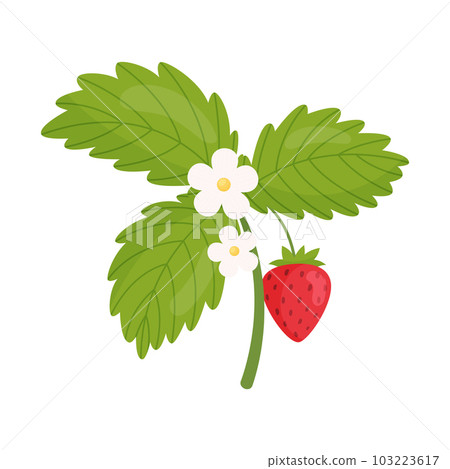 Blossom strawberry branch. Vector illustration. Blossom strawberry branch. Vector illustration. 103223617