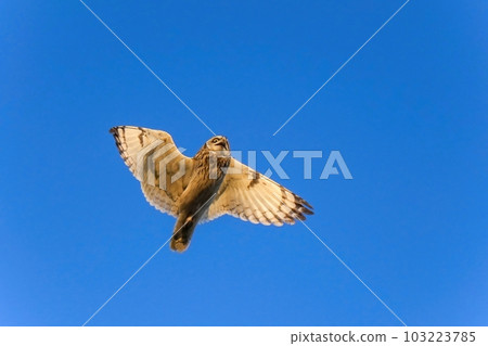 A short-eared owl flies overhead while basking in the setting sun with a blue sky background 103223785