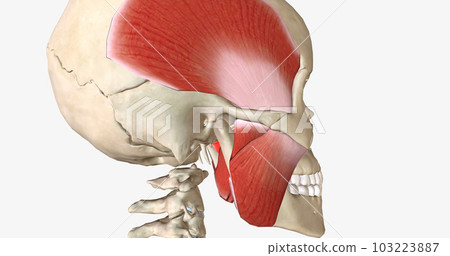 There are four muscles of mastication. Masseter, temporalis, medial pterygoid, and lateral pterygoid. There are four muscles of mastication. Masseter, temporalis, medial pterygoid, and lateral pterygoid. 103223887