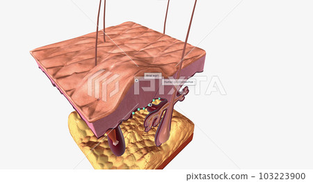 Most anal warts are caused by human papillomavirus (HPV) Most anal warts are caused by human papillomavirus (HPV) 103223900