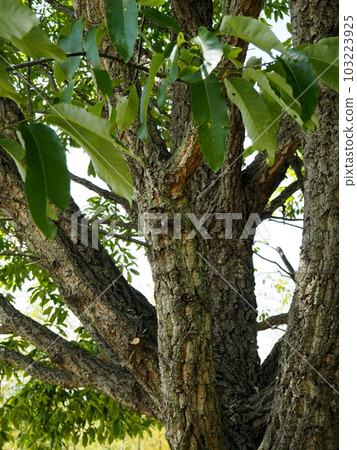 cork oak cork oak 103223925