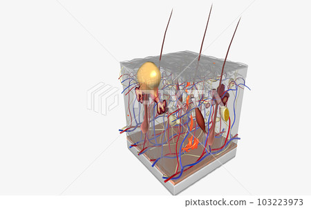 Closed comedones (whiteheads) are a type of acne characterized by small pink bumps with white, pus-filled centers. 103223973