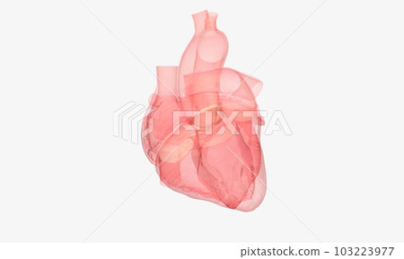 The aortic valve is between the left ventricle of the heart and the aorta, the largest artery in the body. 103223977