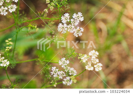 Small and pretty flowers of coriander 103224034