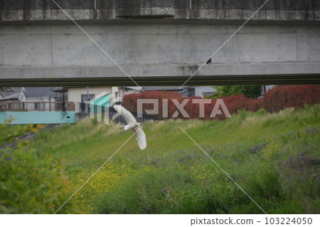 Kiyosebashi Shinsui Park Egrets flying from upstream 103224050