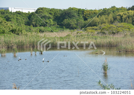 Kasai Rinkai Park Shirasagi gather in the swamp in early summer 2 Kasai Rinkai Park Shirasagi gather in the swamp in early summer 2 103224051