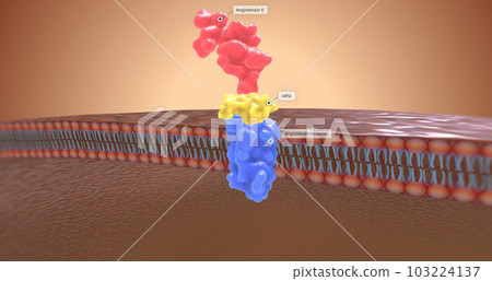 ARNIs work by preventing angiotensin II from binding to receptors in the kidneys. 103224137